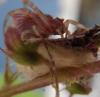 Thomisus onustus